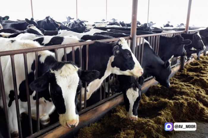 Тюменская область стала лидером УрФО по производству мяса, молока и яиц на душу населения