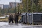 В Нягани медведь регулярно заходил на территорию города, и охотник его застрелил
