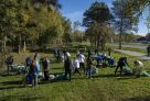 В Сургуте улицы освобождают от ивняка, чтобы посадить более стойкие кустарники и яблони