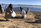 В этом сезоне сургутяне убрали с территории города 900 кубометров мусора