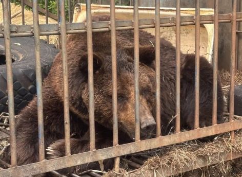 Медведь Балу из Югры отправился в новый вольер в Ивановскую область