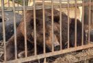 Медведь Балу из Югры отправился в новый вольер в Ивановскую область