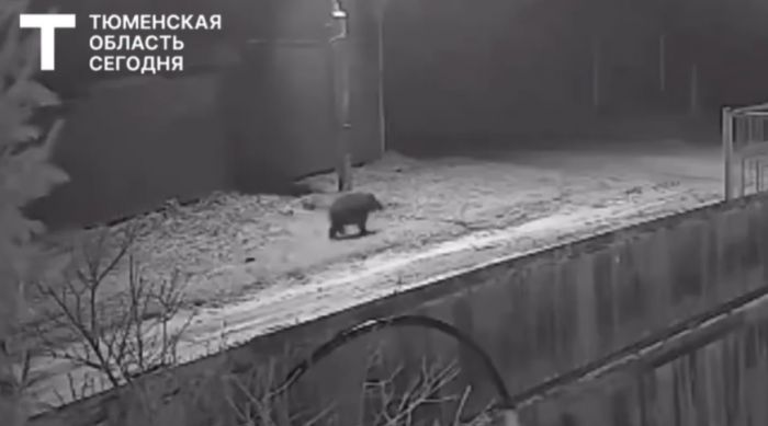В Тюменской области поймали медвежонка, который трое суток бродил возле одного из поселков