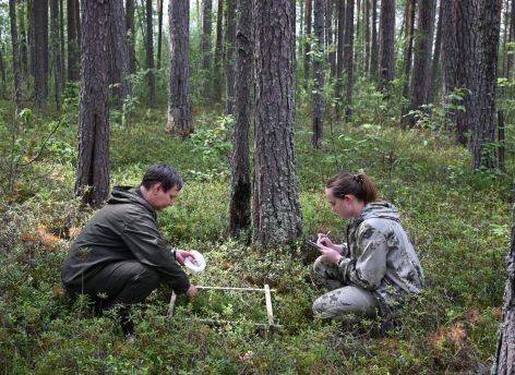В Югре планомерно снижается урожайность лесных ягод. В этом году дела совсем плохи