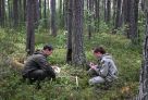 В Югре планомерно снижается урожайность лесных ягод. В этом году дела совсем плохи