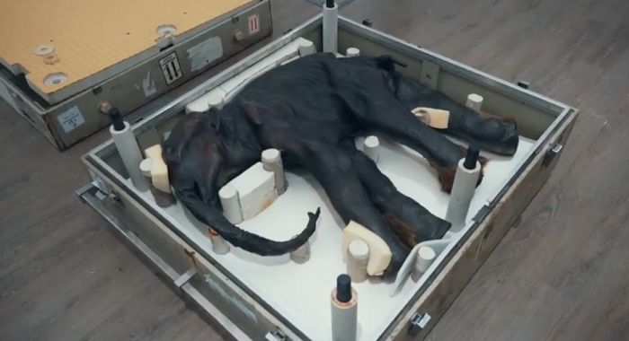 Югорчане смогут увидеть мумии мамонтенка Димы, носорожка и пещерных львят