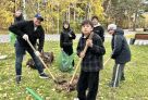 В Сургуте завершается серия субботников по высадке молодых деревьев