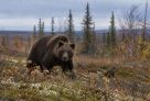Полицейский застрелил медведя, который ворвался в дом 85-летней жительницы Югры