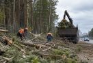 Более тысячи деревьев в Сургуте пойдут под санитарную вырубку