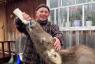 Семья из Советского района выходила осиротевшего после ДТП лосенка. Назвали Васей